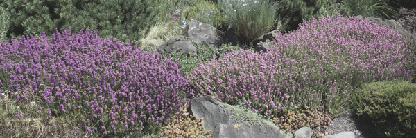 FALL IN LOVE WITH WATER-SAVING CALIFORNIA PLANTS 