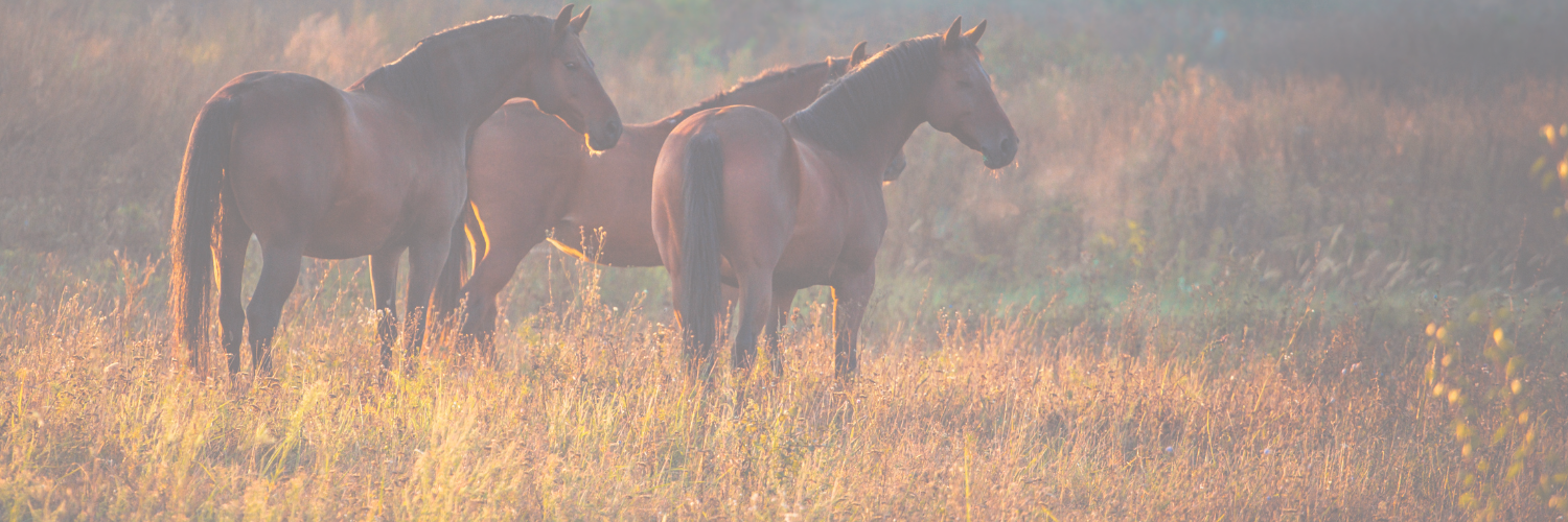 Shadow Hills October market at a Glance 