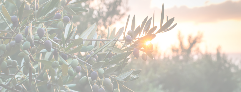 Timeline aimed at Single Family Zoning 