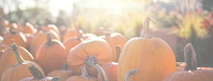 SOmething for Everyone 